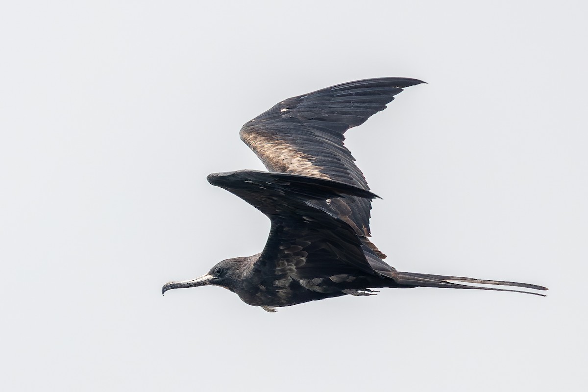 Great Frigatebird - ML642959718