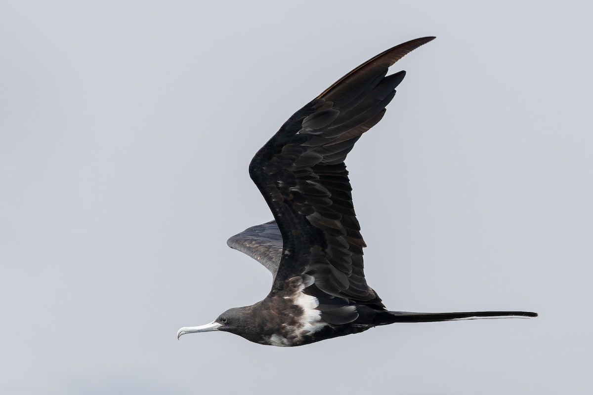 Lesser Frigatebird (Lesser) - ML642959720