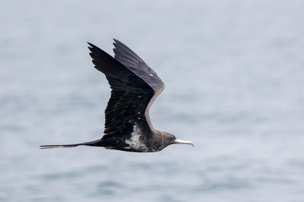 Lesser Frigatebird (Lesser) - ML642959726