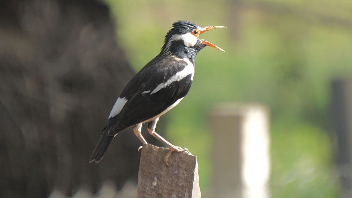 Indian Pied Starling - ML642959728