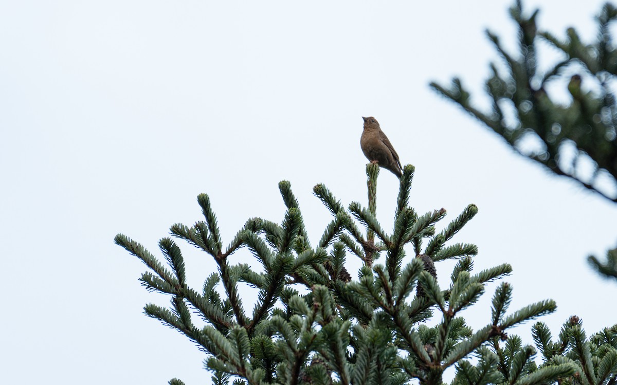 Blanford's Rosefinch - ML642959731