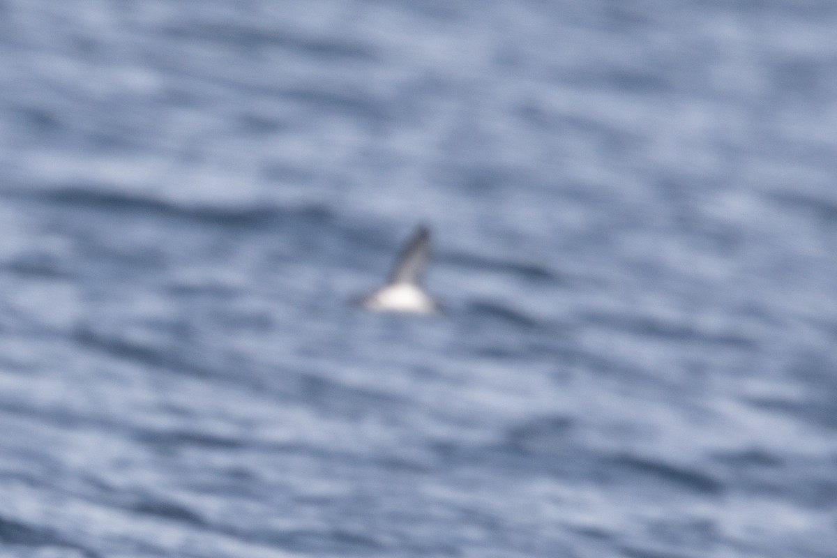 Barolo Shearwater - ML642959734