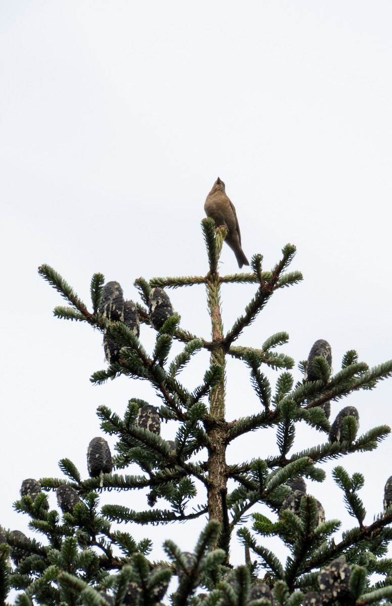 Blanford's Rosefinch - ML642959736