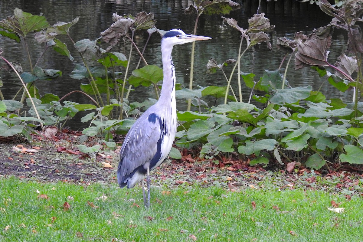 Gray Heron - ML642959742