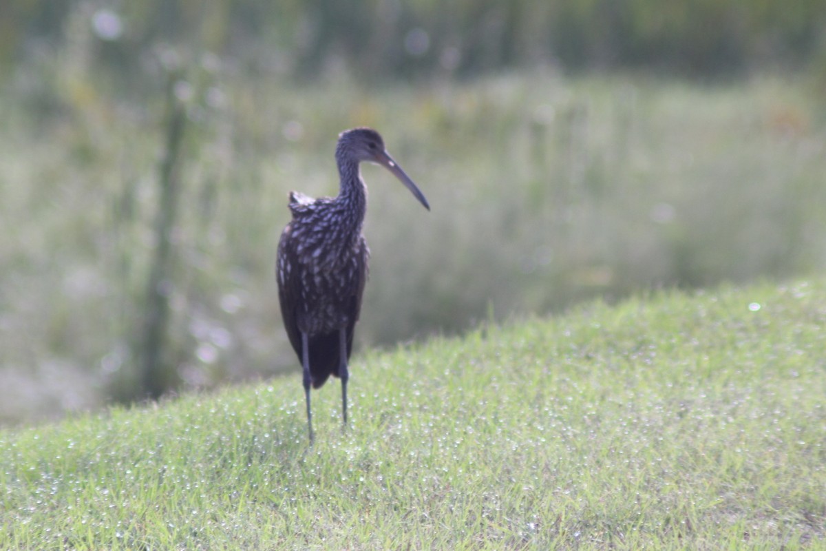 Limpkin - ML642959747