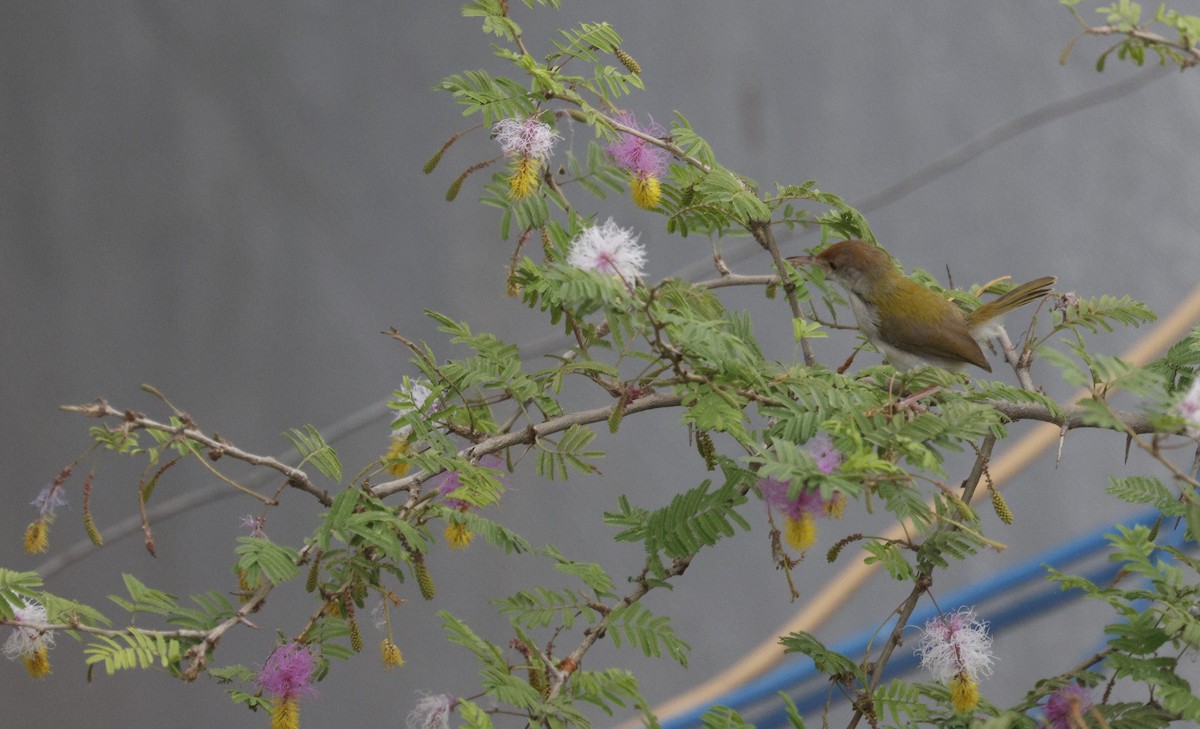 Common Tailorbird - ML642959752