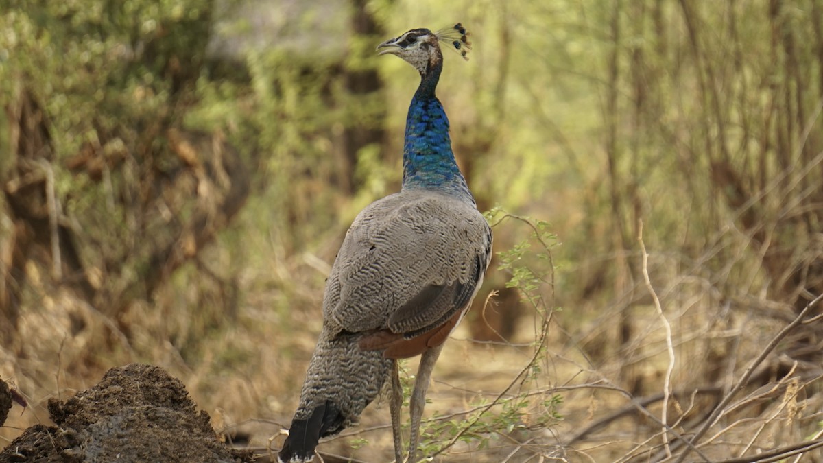 Indian Peafowl - ML642959758
