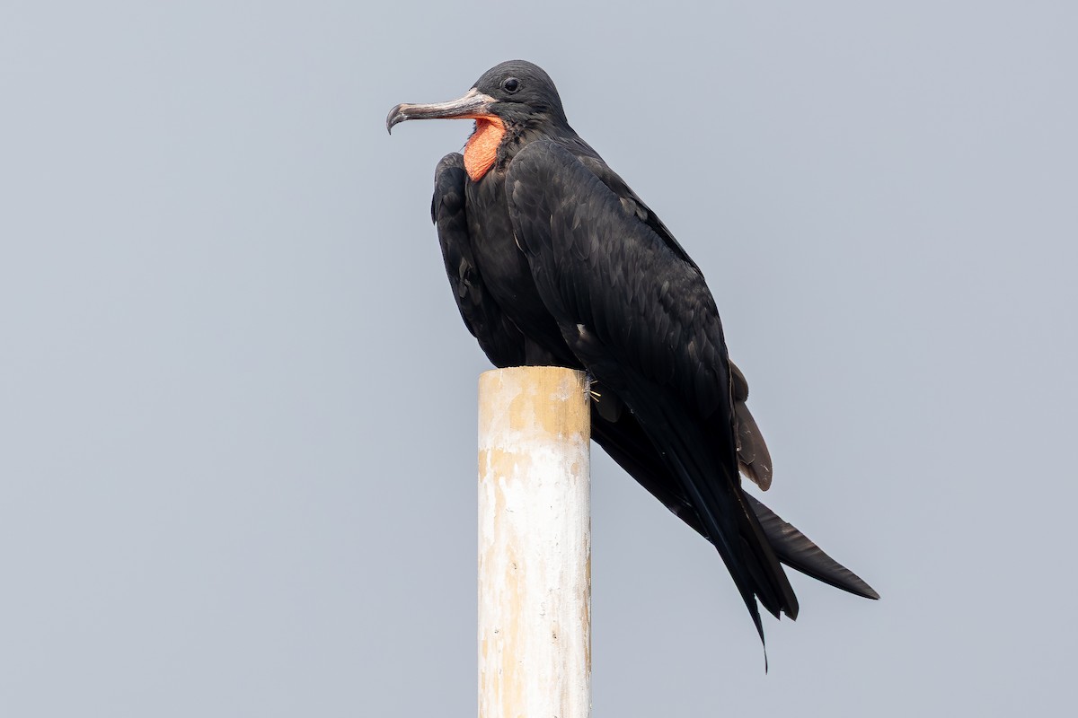 Great Frigatebird - ML642959775