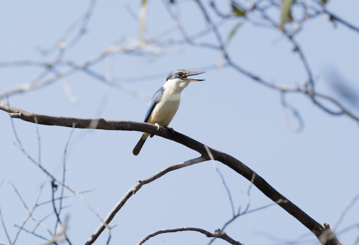 Sacred Kingfisher - ML642959793