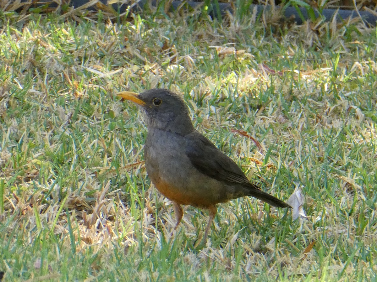 Karoo Thrush - ML642959795