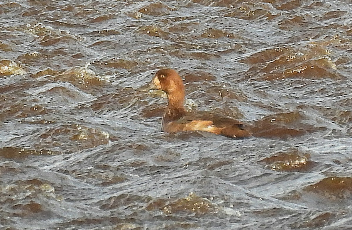 Greater Scaup - ML642959805