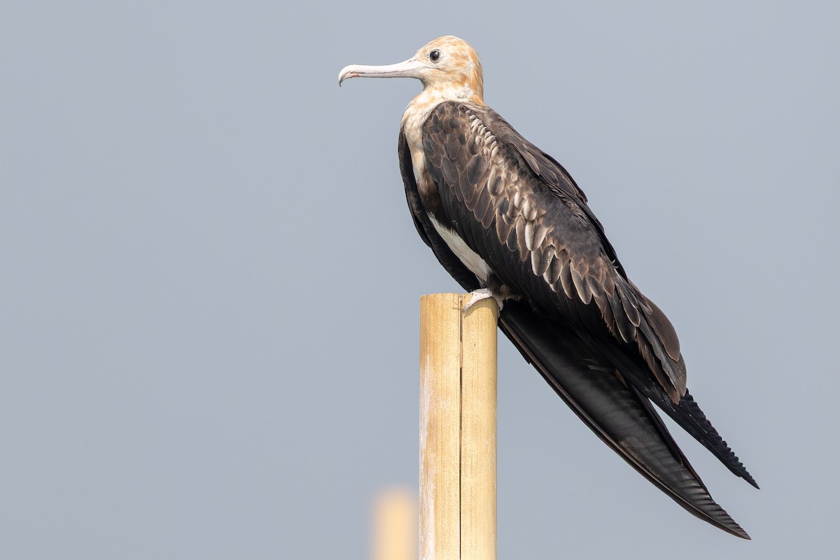 Lesser Frigatebird (Lesser) - ML642959810