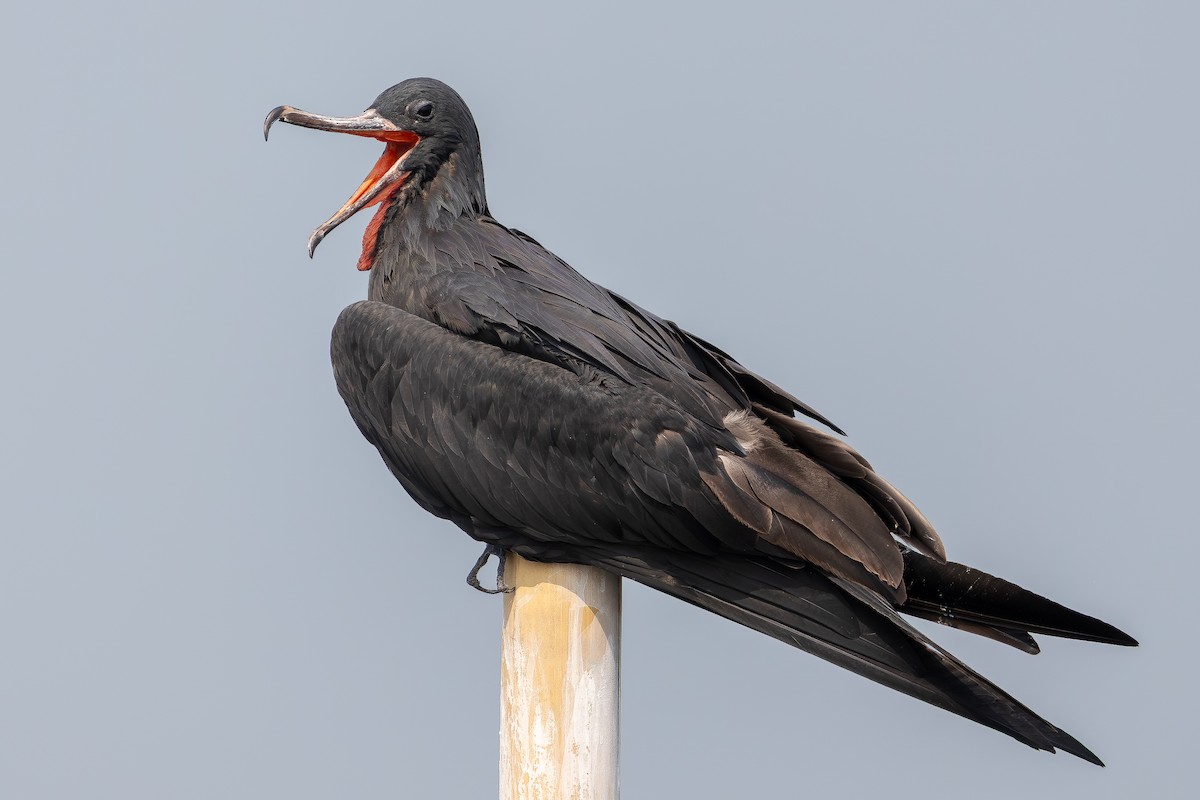 Lesser Frigatebird (Lesser) - ML642959811
