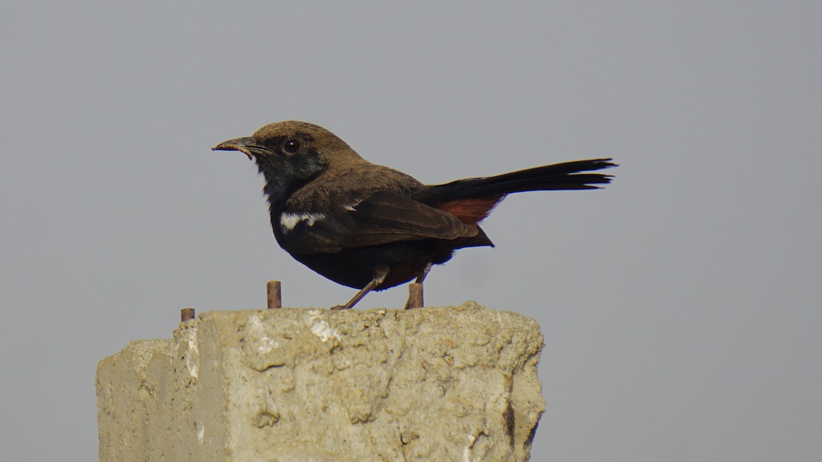 Indian Robin - ML642959812