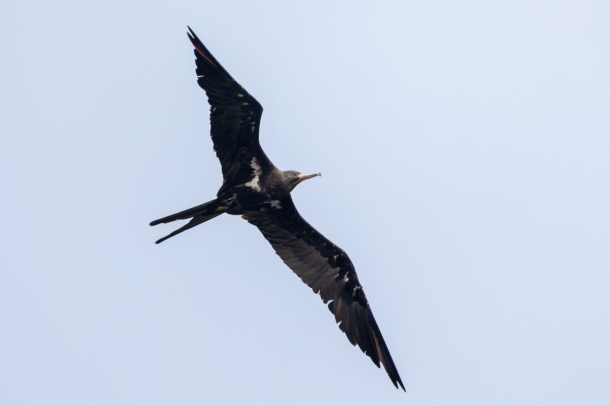 Lesser Frigatebird (Lesser) - ML642959815