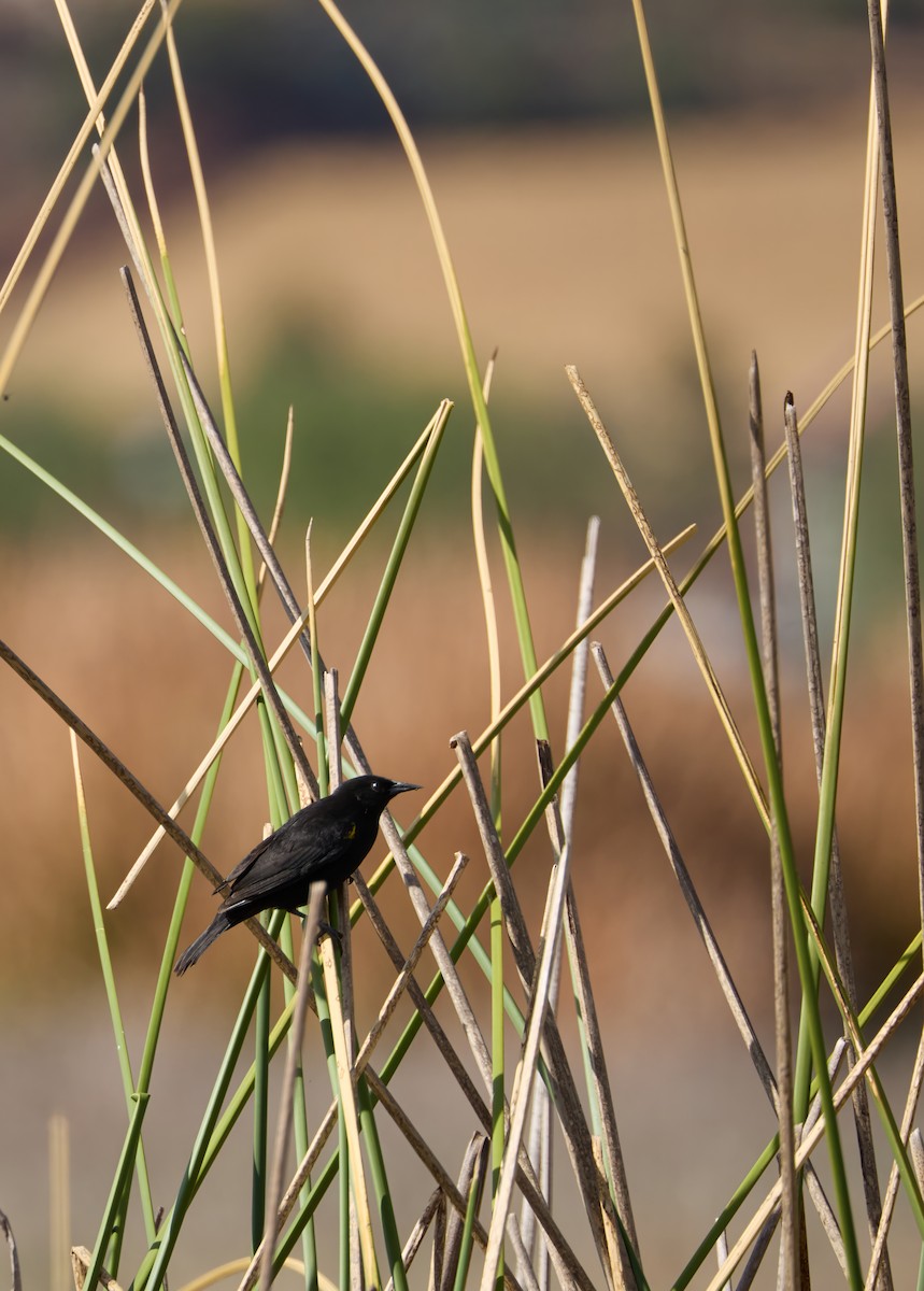 Yellow-winged Blackbird - ML642959819