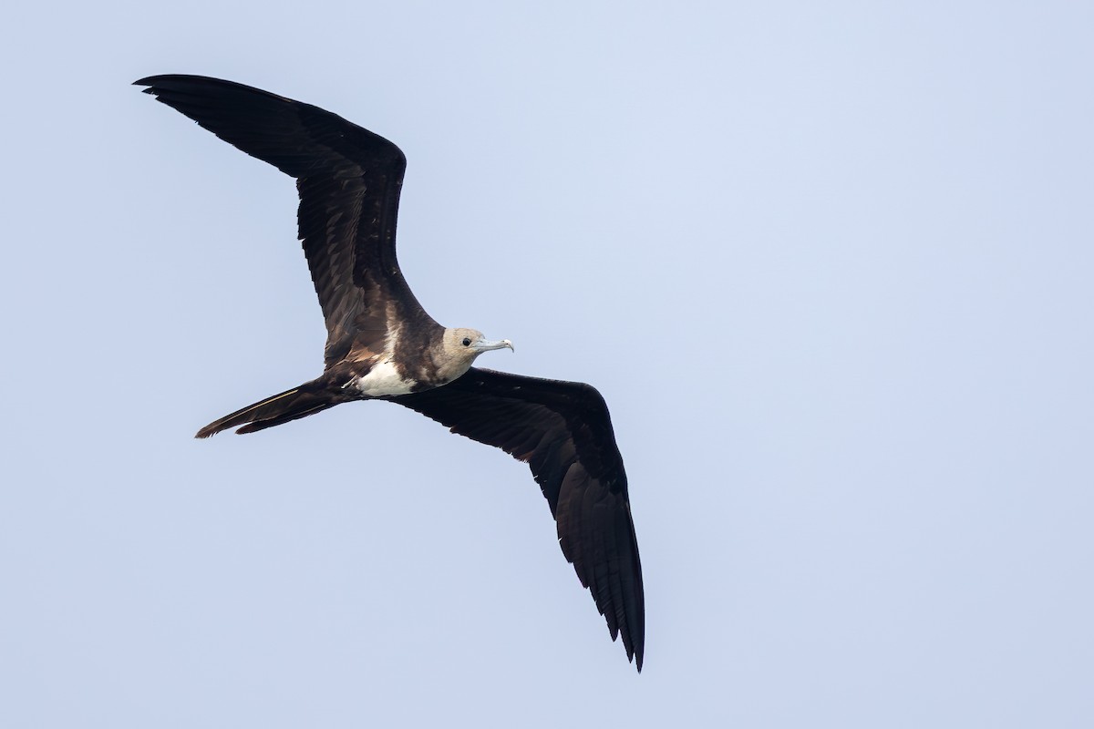 Lesser Frigatebird (Lesser) - ML642959826