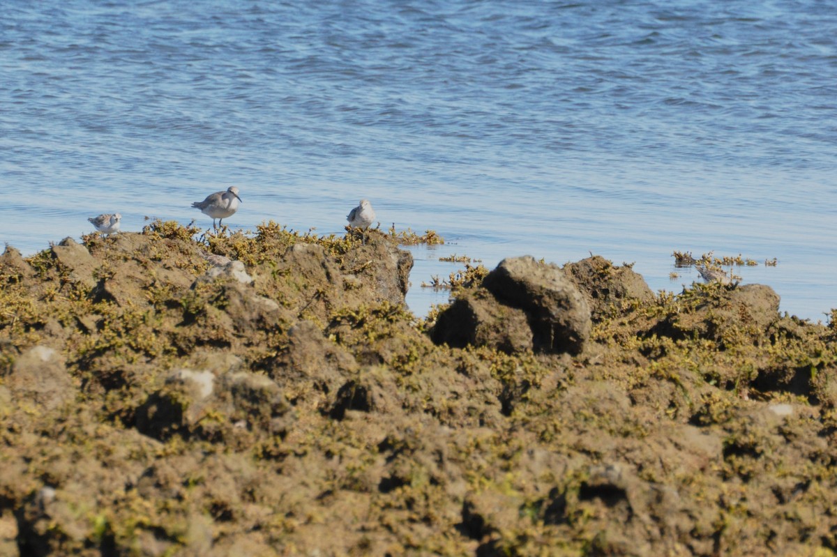 Gray-tailed Tattler - ML642959845