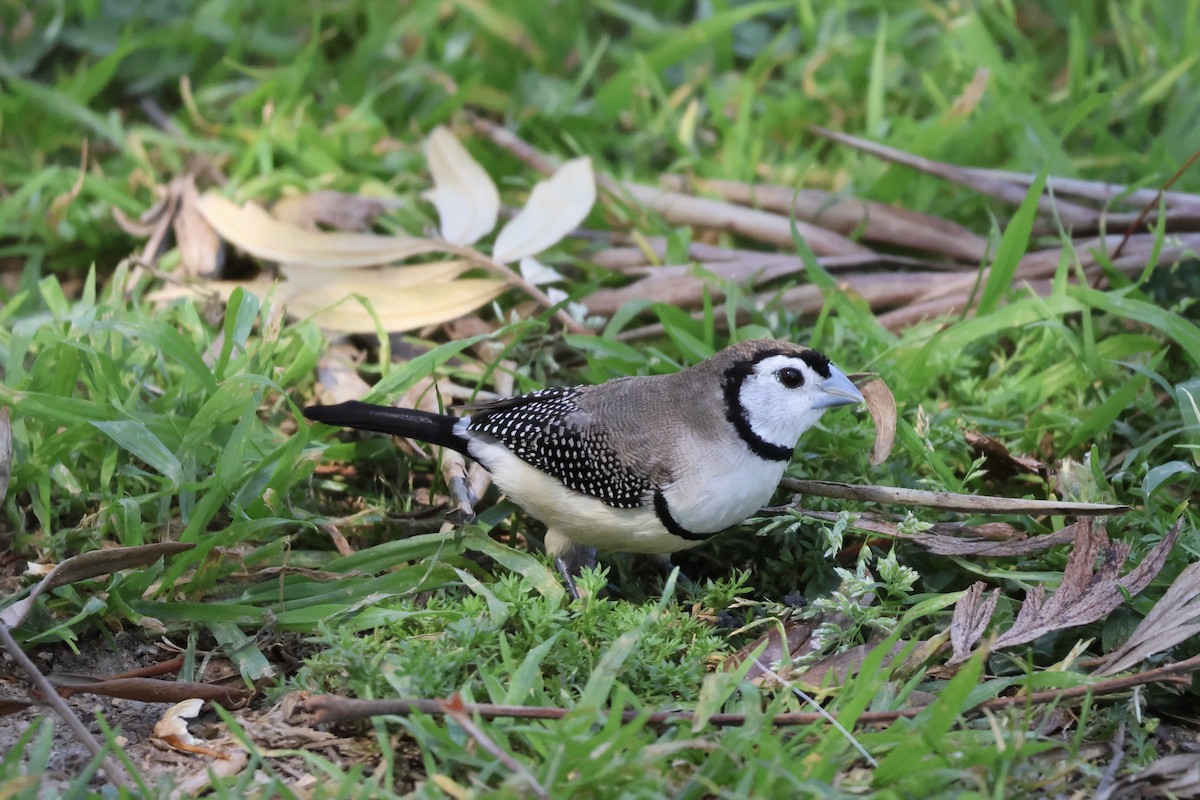 Double-barred Finch - ML642959846
