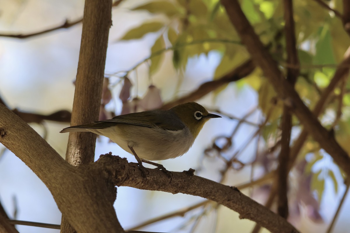 Silvereye - ML642959850