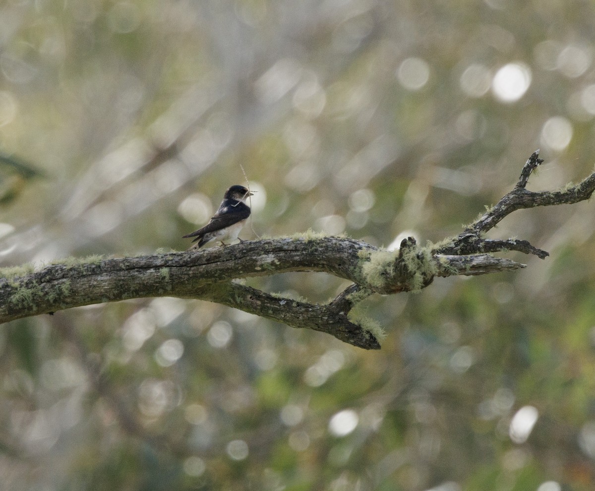 Tree Martin - ML642959851