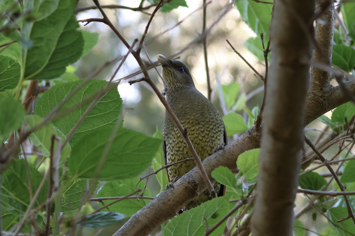 Satin Bowerbird - ML642959859