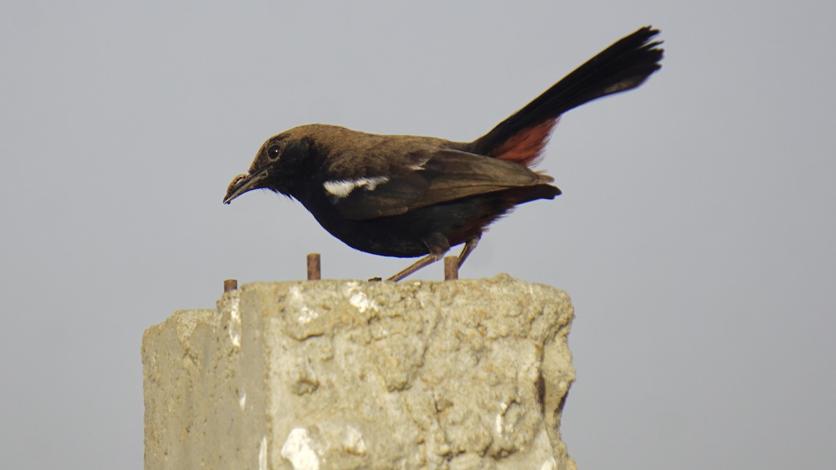 Indian Robin - ML642959861