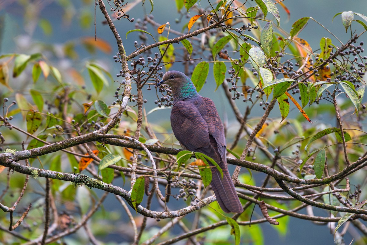 Tórtola Cuco Unchal - ML642959873