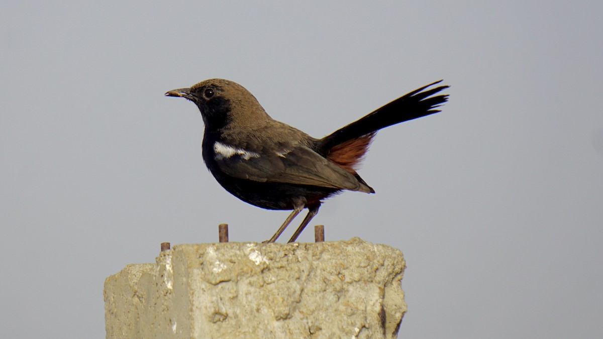 Indian Robin - ML642959890