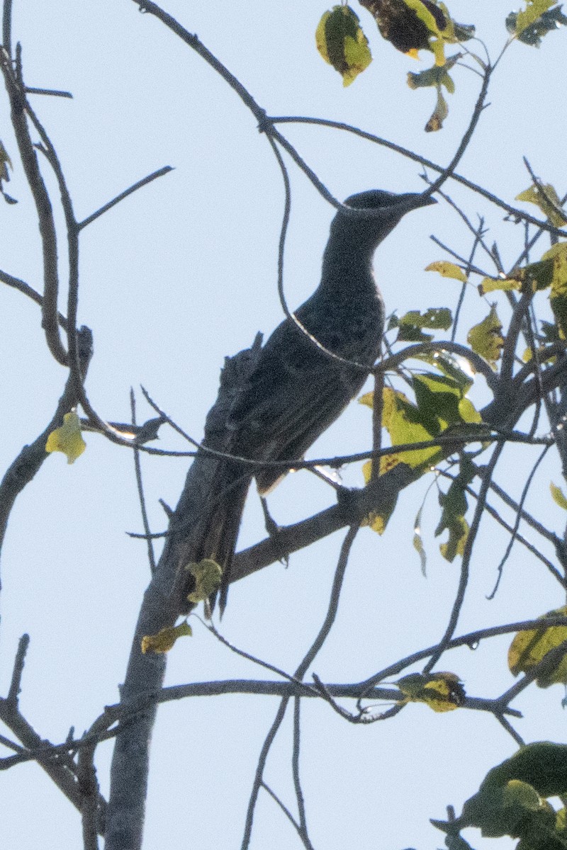Great Bowerbird - ML642959912