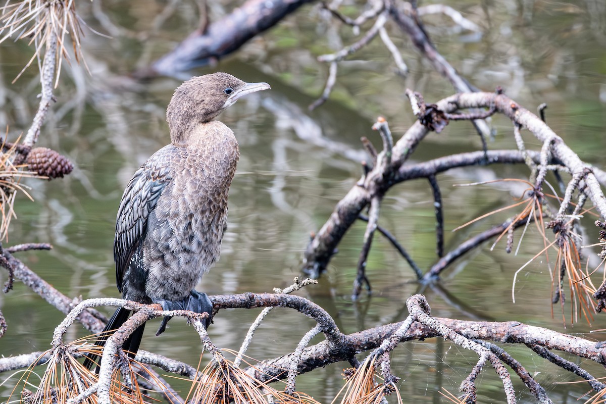 Pygmy Cormorant - ML642959914