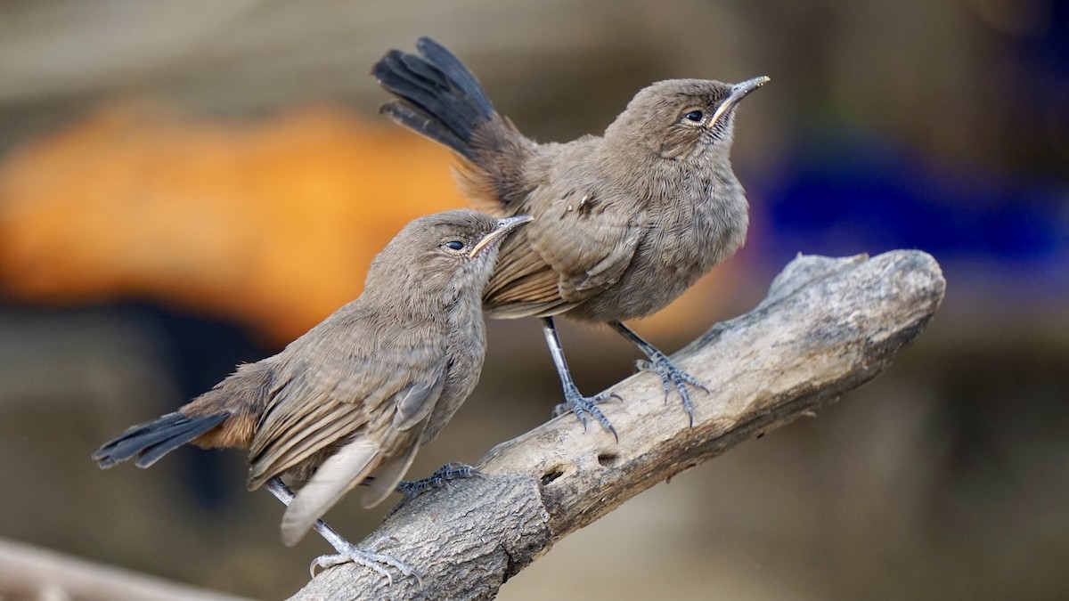 Indian Robin - ML642959929
