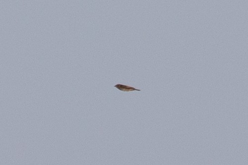 passerine sp. - ML642959932