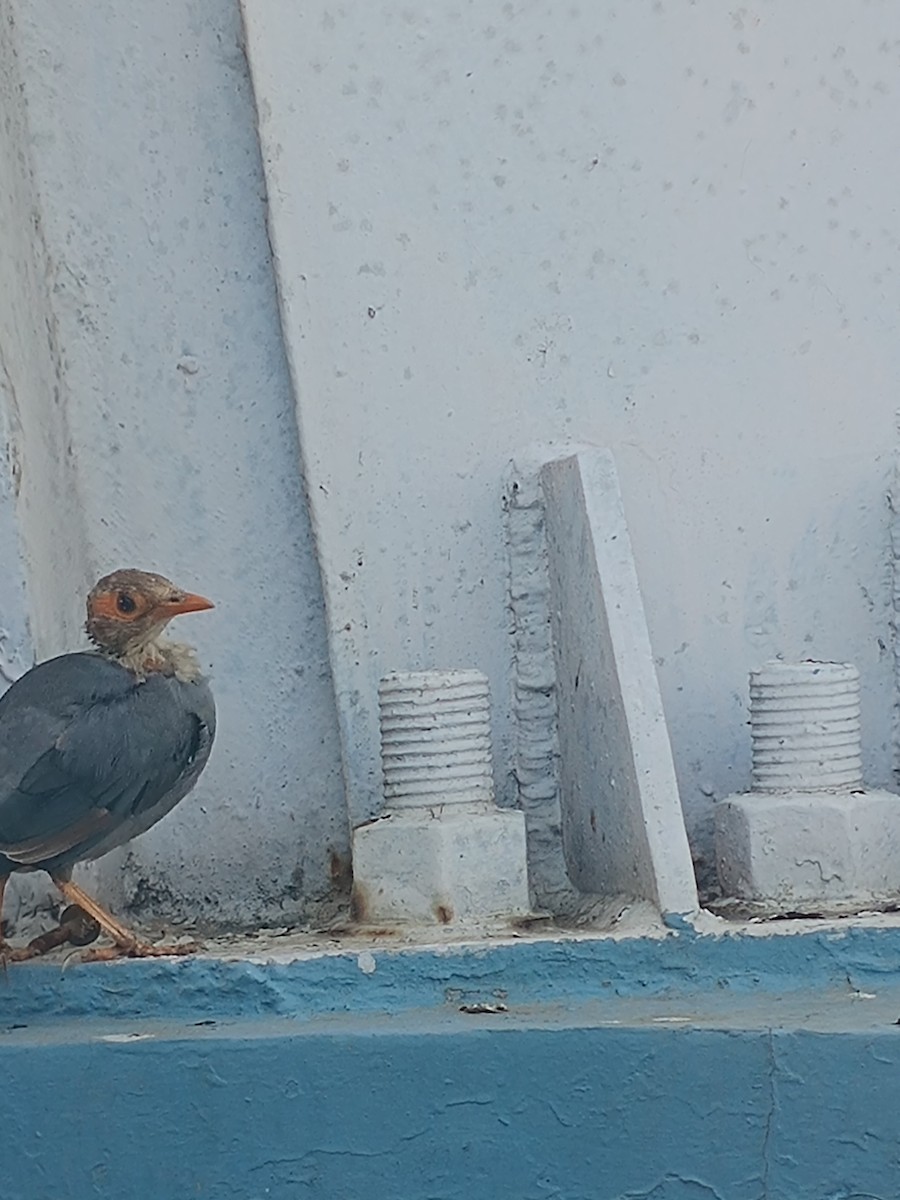 Bank Myna - ML642959969