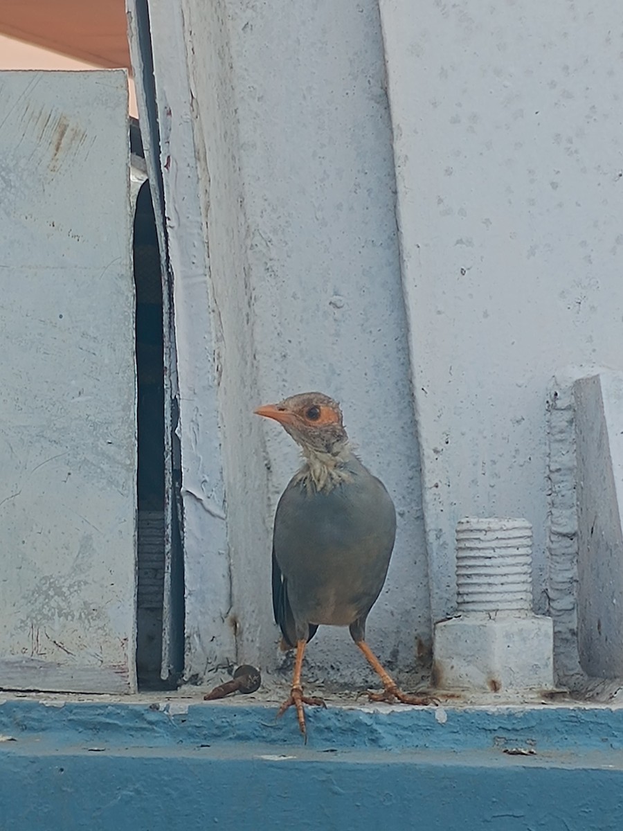 Bank Myna - ML642959970
