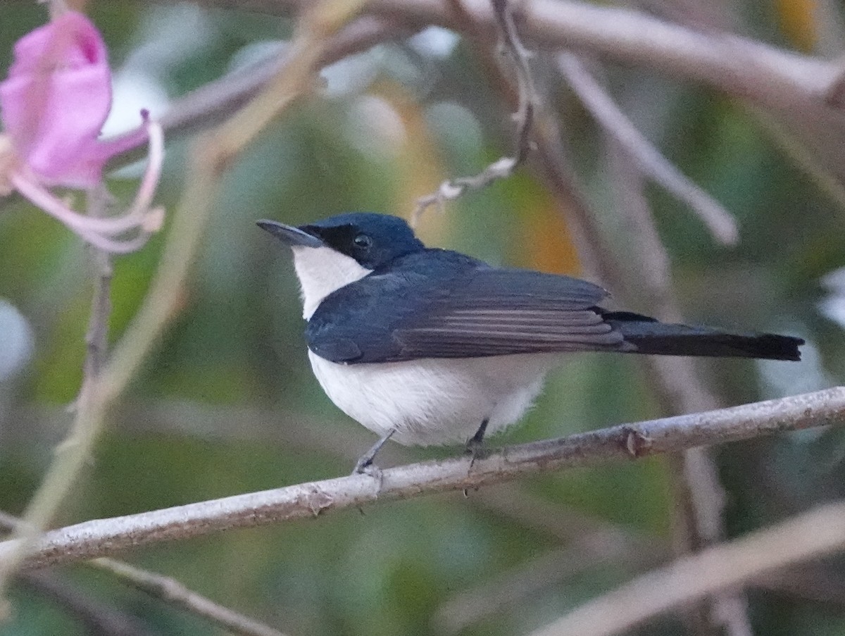 Paperbark Flycatcher - ML642959972