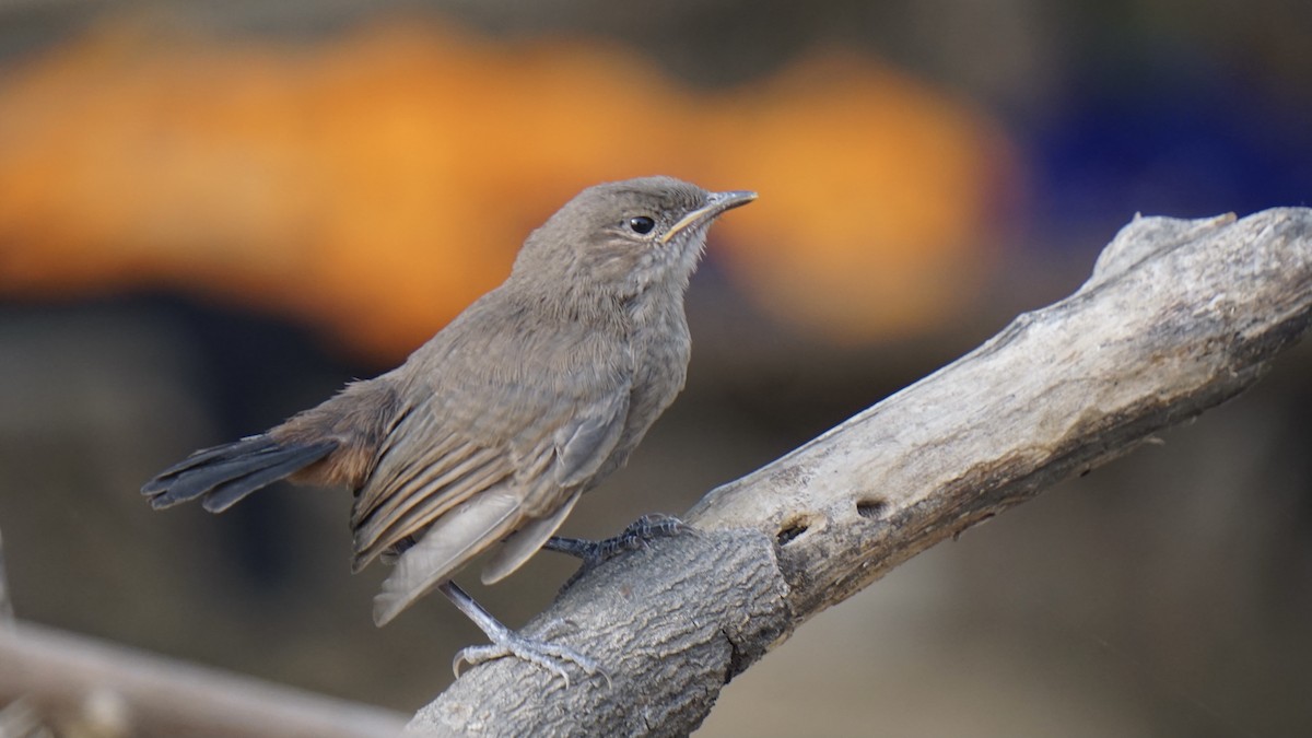 Indian Robin - ML642959973