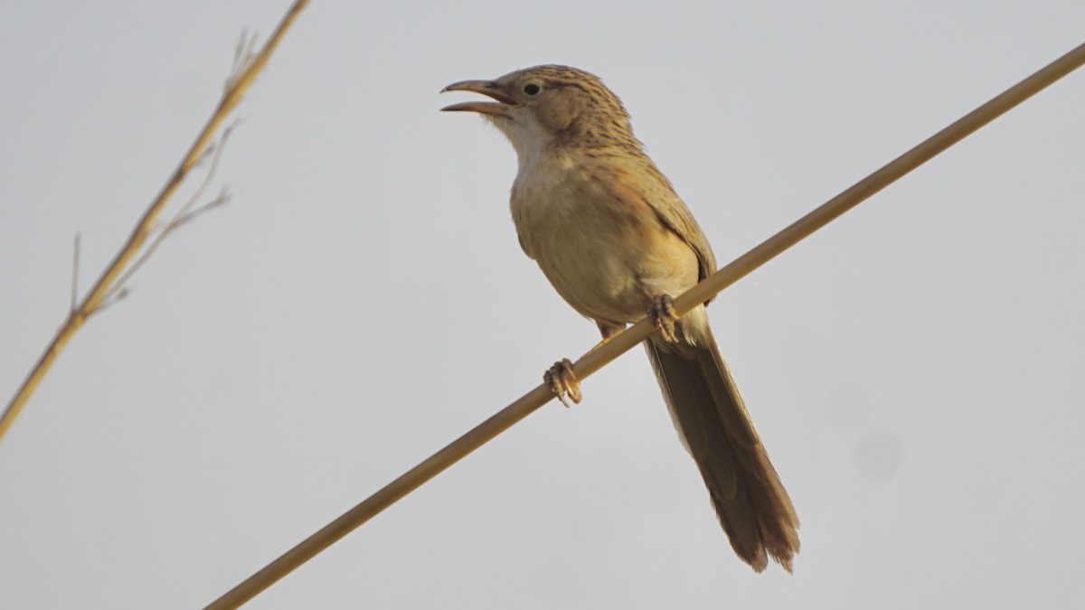 Common Babbler - ML642959987
