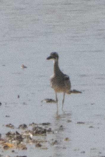 Beach Thick-knee - ML642960023