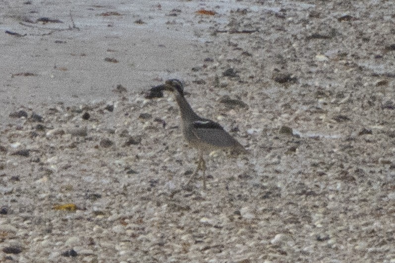 Beach Thick-knee - ML642960024