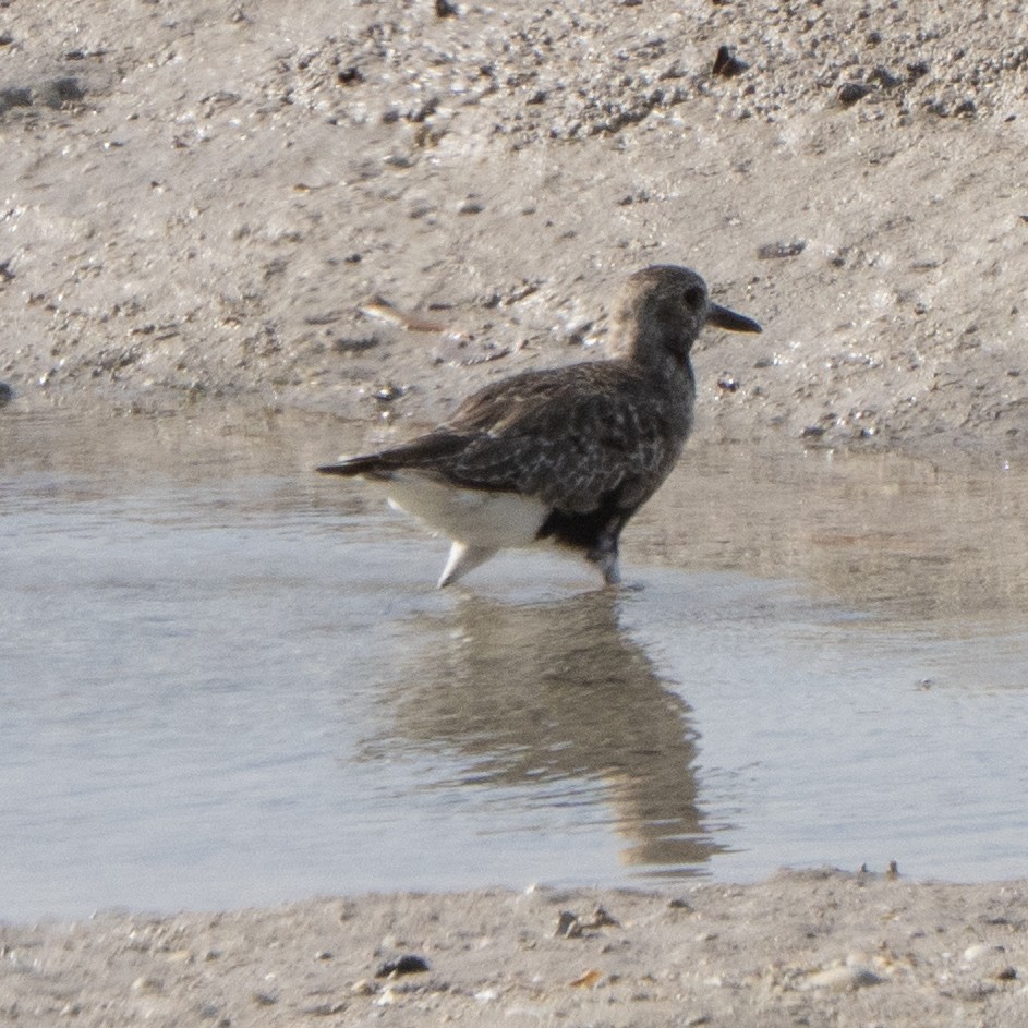 Black-bellied Plover - ML642960032