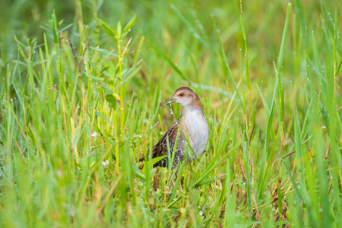 Baillon's Crake - ML642960036