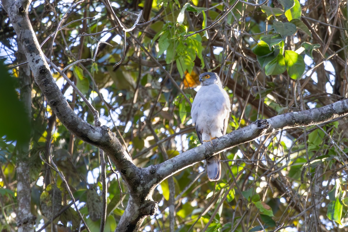 Bicolored Hawk - ML642960065