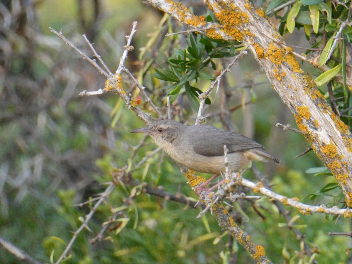 Long-billed Crombec - ML642960075
