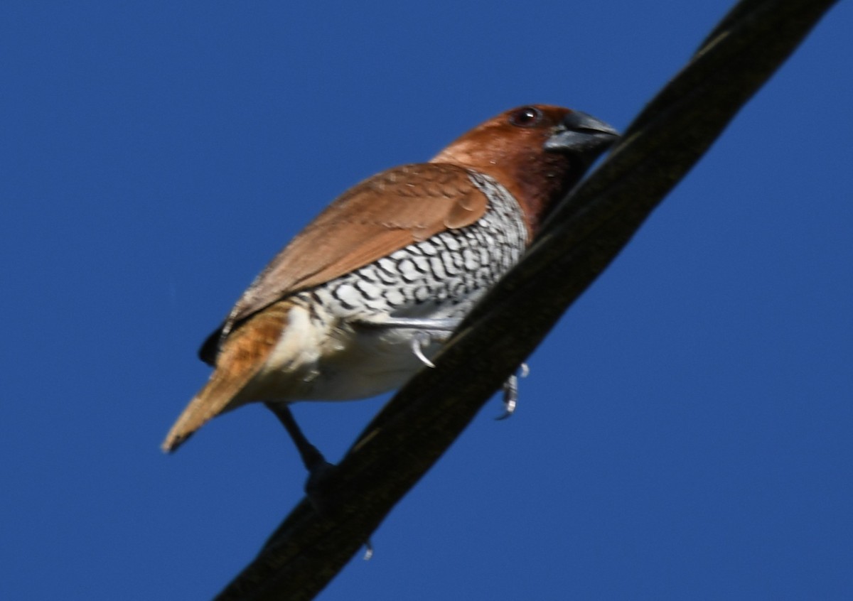 Munia pettosquamato - ML642960076