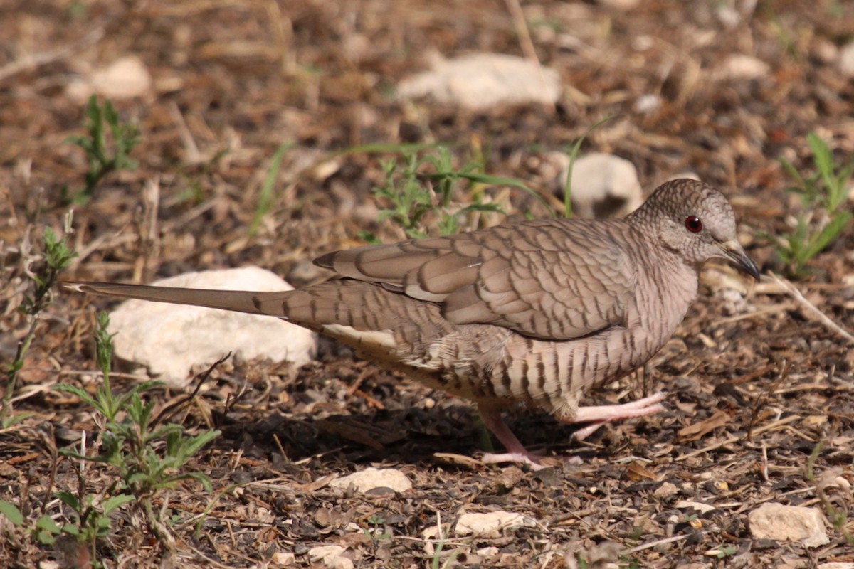 Inca Dove - ML642960077