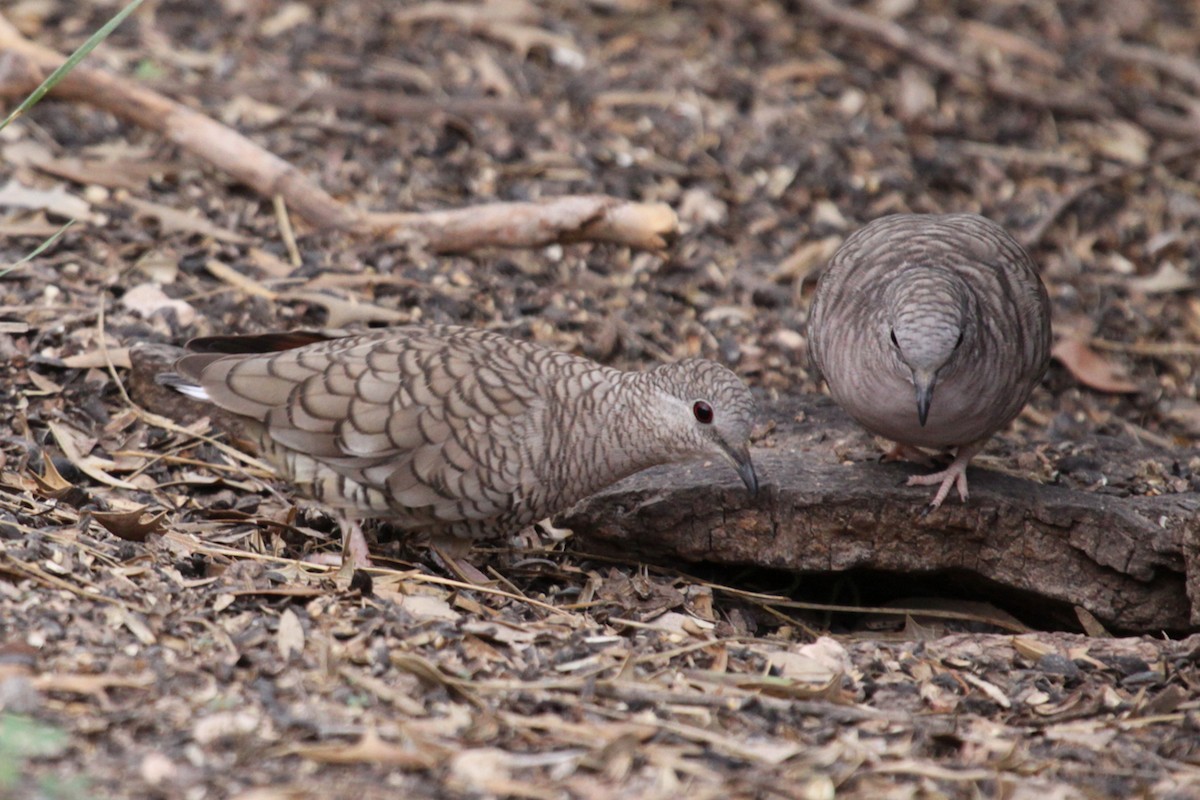 Inca Dove - ML642960078