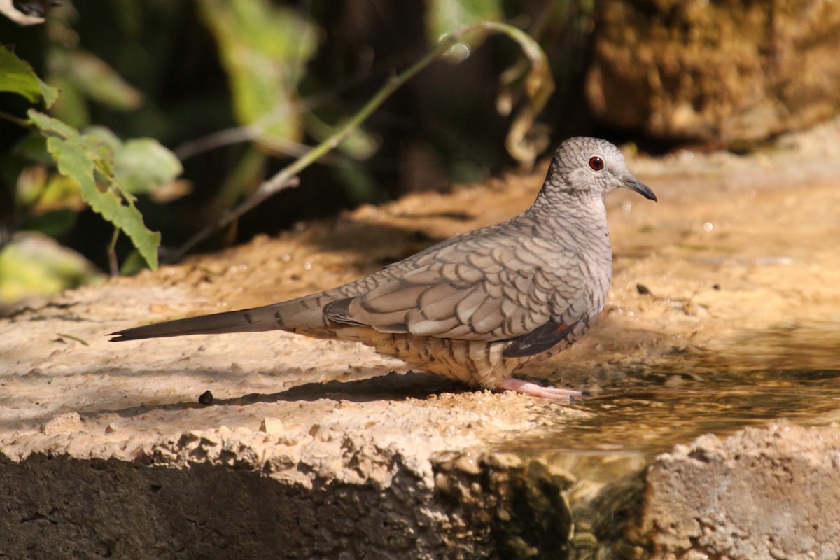 Inca Dove - ML642960079