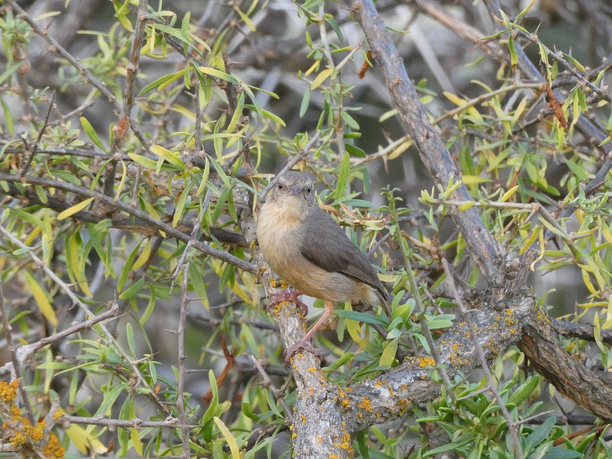 Long-billed Crombec - ML642960080