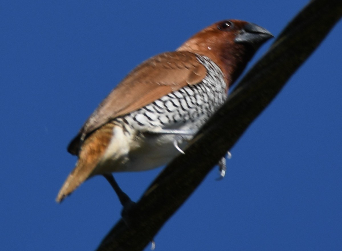 Munia pettosquamato - ML642960084